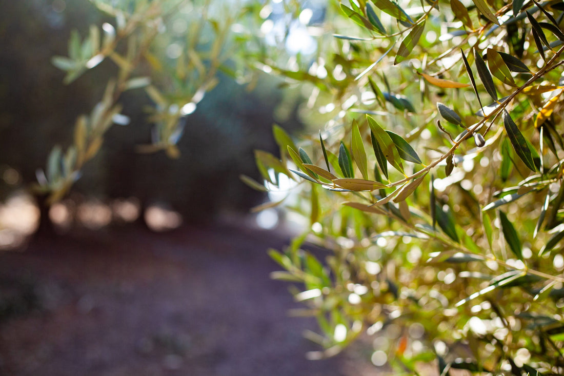 Where Does Pasolivo Olive Oil Come From? 